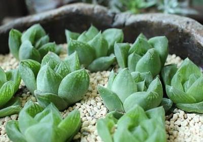 老舍说过的名言(热门60句)