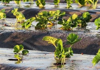 读书名言 鲁迅(必备80句) 读书名言 鲁迅(必备80句)