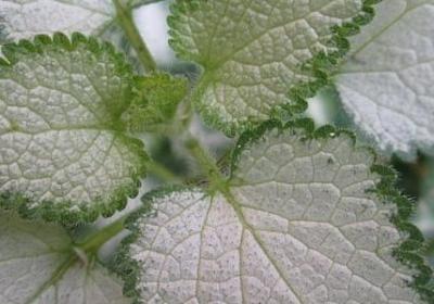 赞美读书的名言(40句) 赞美读书的名言(40句)