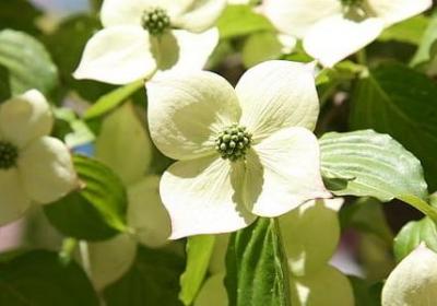 追梦的名言警句(合集80句) 追梦的名言警句(合集80句)