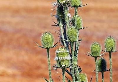 老师的名言警句(精选20句)