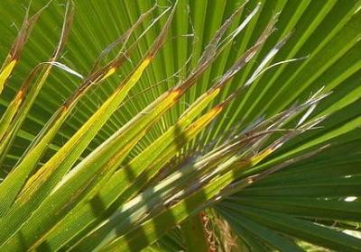 苏轼名言名句(汇总20句)