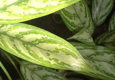 竭尽全力的名言(60句)