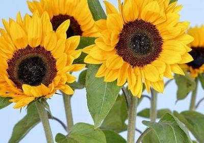 科技创新名言(共10句)