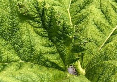 莎士比亚读书名言(通用88句) 莎士比亚读书名言(通用88句)