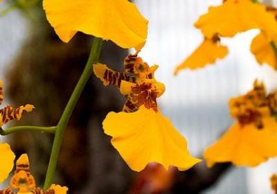 罗斯柴尔德名言(实用40句)