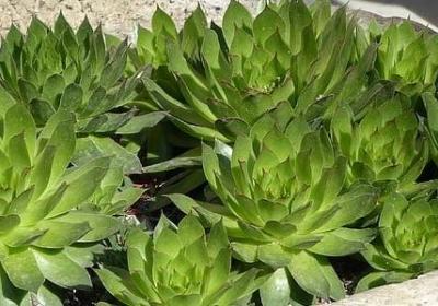 诚信的成语和名言(合集60句) 诚信的成语和名言(合集60句)