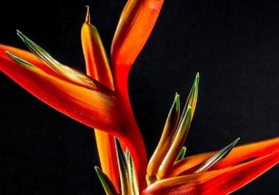 逆境成才名言(精选20句) 逆境成才名言(精选20句)