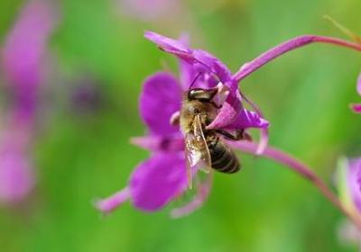赞美妈妈的名言(推荐10句) 赞美妈妈的名言(推荐10句)