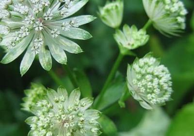 诚信的英文名言(实用50句) 诚信的英文名言(实用50句)