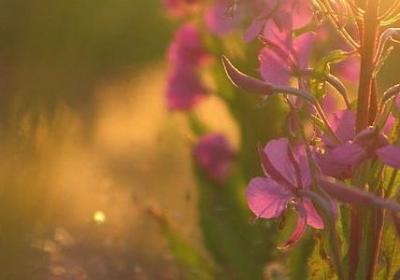 赞美梅花的名言(优选60句) 赞美梅花的名言(优选60句)