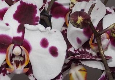 钱钟书的名言(热门40句) 钱钟书的名言(热门40句)