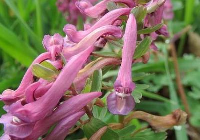 诚信名人名言(优选30句)