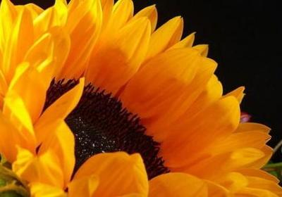 赞美汉字的名言(共20句)