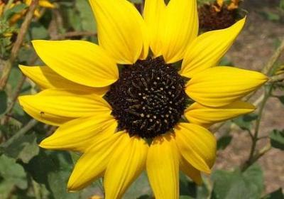 自尊自爱的名言(优选60句)