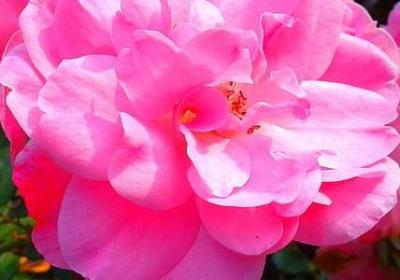 自立自强的名言(推荐98句)