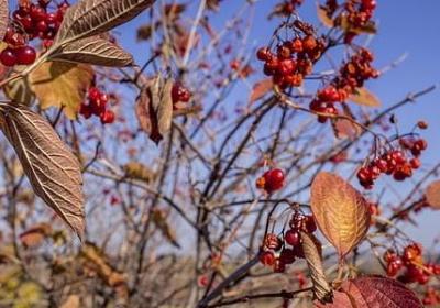 福泽谕吉 名言(合集80句) 福泽谕吉 名言(合集80句)