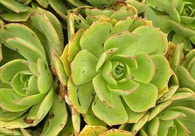 积累名言警句(精选49句) 积累名言警句(精选49句)