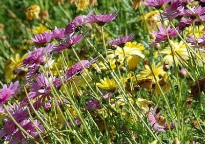 莫泊桑的名言(共11句) 莫泊桑的名言(共11句)