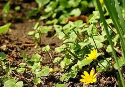 老舍先生的名言(合集20句) 老舍先生的名言(合集20句)