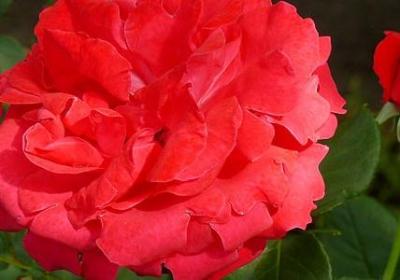 老子名言名句(必备80句) 老子名言名句(必备80句)