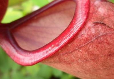 端午节的名言警句(通用10句)