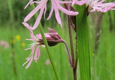 邓布利多的名言(实用44句) 邓布利多的名言(实用44句)