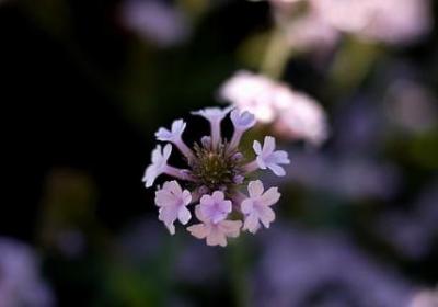 贝多芬的名人名言(合集70句) 贝多芬的名人名言(合集70句)