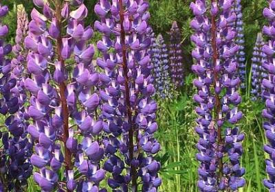 读书名言英文(必备30句) 读书名言英文(必备30句)