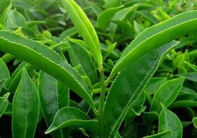 读书的名言诗句(合集49句) 读书的名言诗句(合集49句)