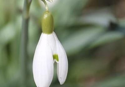 达尔文的名言(实用20句) 达尔文的名言(实用20句)