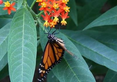 赞美荷花的名言(精选21句)
