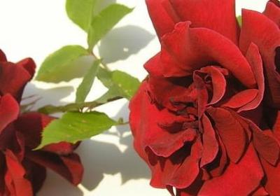 调节情绪的名言(合集50句)