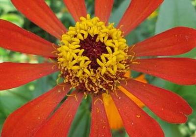 把植物当人来写的句子(优选25句)