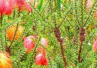 涠洲岛浪漫句子(推荐10句)