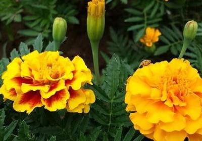 盖茨比守望绿灯的句子(通用10句)