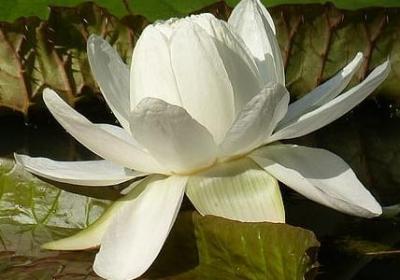 盖世英雄句子(热门30句)