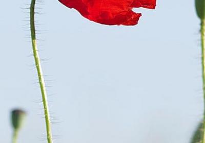 木兰诗复沓的句子(热门10句)