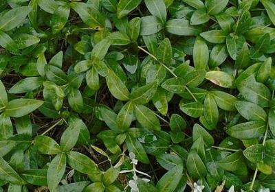 5字浪漫的句子(共60句)