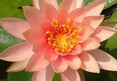 3.8节精美句子(合集20句)