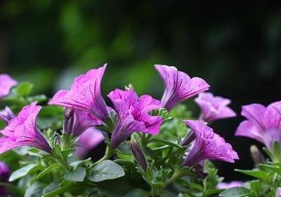 赏油菜花的开心的句子(通用25句)