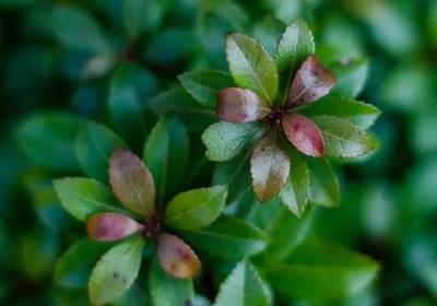 耀武扬威造句子(实用50句)