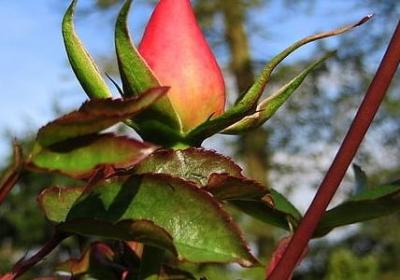 5735节哀句子(合集59句)