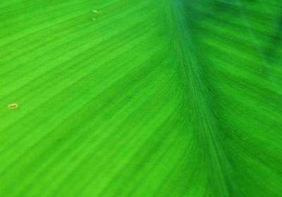 踏雪的精美句子(必备50句)