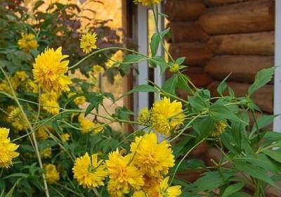 《朝阳》的句子(共70句)