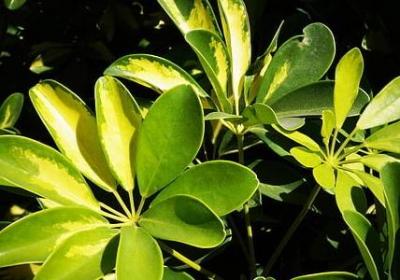 《某某》的神仙句子(通用40句)