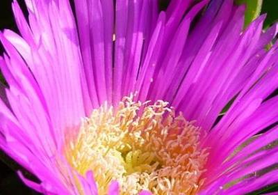 《学记》的句子(必备60句)