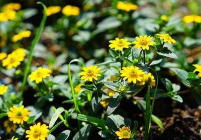 一样是仿写句子(共20句)