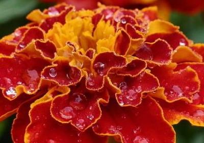 《童年》句子赏析(合集60句)