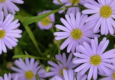 一树绿叶句子(通用10句)